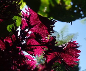 DSC03245a